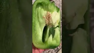 Harvest and Grow Green Bell Pepper Seeds!? #garden #gardeningtips