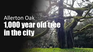 Allerton Oak, the 1,000 year old tree in the city - Liverpool, England