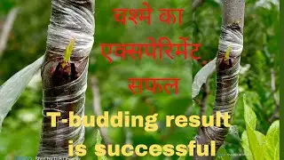 Bud Grafting ।। T-budding result is successful @Dharaik_Saab_Official #farming #apple #himachal
