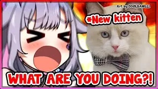[ENG SUB/Hololive] Biboo brought home a new kitten and he's already a menace on day one