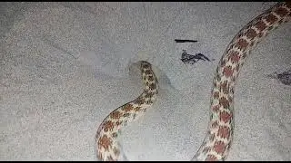 Can snakes dig holes in soil?
