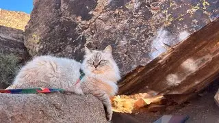 Show of Hands V10, Moe’s Valley