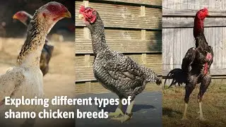 Explore the shamo chicken breed || Types of shamo breed
