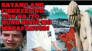 MGA TIPS SA PAG AALAGA NG GOLDFISH! #islandaquatics #goldfish #fishkeepingtips