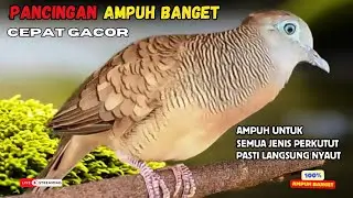 Perkutut Lokal Gacor Suara Kung Besar Pancingan Semua Perkutut Agar Cepat Bunyi! | Zebra Dove 115