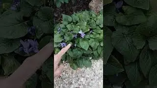 Propiedades medicinales de la VIOLETA ( jarabe de violeta)