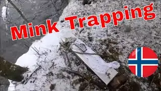 Fellesjekk  2 Mink,  15 april  2023. #Trapcheckmink . Nordic trapping after mink
