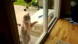 Silly cat scratching on glass