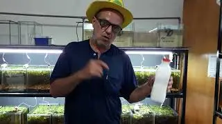 ajustando o aquário 54 litros e soltando guppys pra ciclagem. 🤠👍🦈