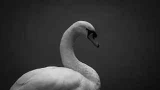 Wildlife picture story 1