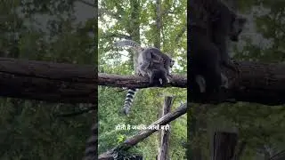 #lemur #jungle #nature #naturelovers #natureshorts #ytshorts #animals #animalshorts