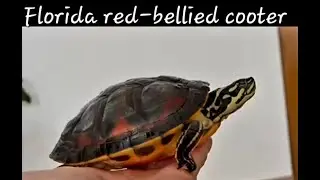 Florida redbelly turtle(Pseudemys nelsoni) -TurtleTerrapinTortoise-