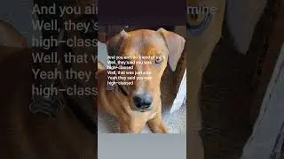 Elvis the Redbone Coonhound