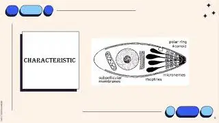 VET PARA 1 | Phylum Apicomplexa: Introduction | Chapter 12.0 (Student Output)