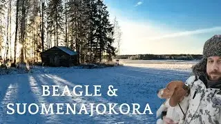2026 jakso 1: Jänisajotreeniä Beagle & Suomenajokoira