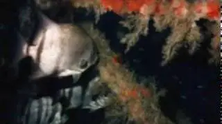 Discovery Diving Promo
