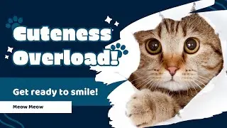 Meow Meow Giggles! 🐾 Funny Cats for Kids to Watch