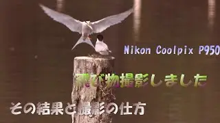 ニコン　COOLPIX　Ｐ950で飛んでいる鳥の撮影してみました