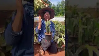 หางสวยไหมคะ‼️?? #ไร่วันยังขำ #กระบองเพชร #farming #แคคตัส #หางลิง #หางลิงแคคตัส #ไม้กราฟ