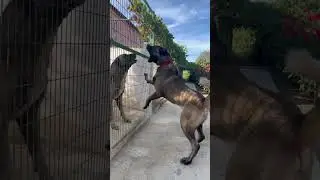 Kara Dayı ve Eşkiya karşı karşıya 🇹🇷