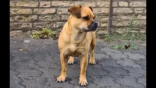 Walking a dog by drone (how not to do it)