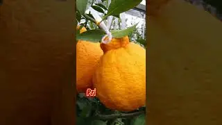 Top 10 Most Expensive Fruits in the World 🍇💰 | Luxury You Can Eat! #shortsfeed #facts