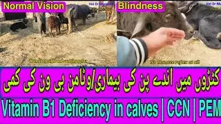 Blindness in calves|CCN|PEM|Polioencephalomalacia|Vitamin B1 Deficiency|Thiamine|Sulphur induced PEM