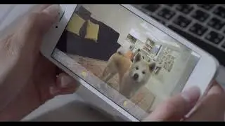 The #1 Best Gift for Dogs | Furbo Dog Camera