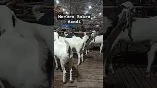 #mumbrabakramandiday7#bakraeid2024 #bakraeidspecial #bakramandi #goatupdate #mumbrabakramandi