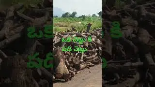 #ఒక చెట్టుకి పది చెట్లు#plantation#mokkalu#Zeropolution#Chetlu#viralvideos#