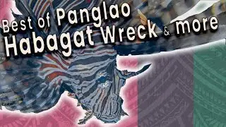 ALL THRILLS, NO GILLS! (Ok, some gills) | Habagat Wreck 15min BEST OF (with Fish ID Tracker)