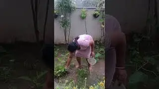 @condition of my kitchen garden🏡#dipika #minivlog #kitchengarden #elegancedipika #gardening #garden 