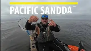 Pacific water, Pacific bait. Catching Lingcod chicken nuggets. #fishing  #kayak #fishtips #rockfish