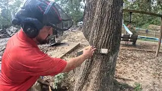 Bore cut explained how to cut a tree