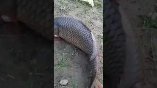 Fish Without Water #shorts #fish #carpfishing #fishing