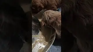 labradoodle puppies eating for the first time on their own ❤️
