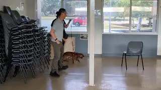 Dog-Driven Search in K9 Nose Work&reg; &ndash; Run 1 | Handling with Ninja