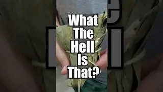 What the Hell is That? Ep.10 - Steamed Sticky Rice Dumpling (Banh Ba Trang)