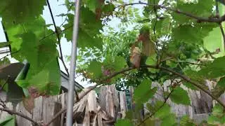 Muscadine grape disease or insects/bugs