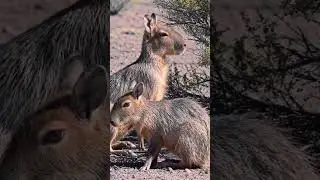 Love on the Wind: The Loyal Lives of Patagonian Maras 💨🦘