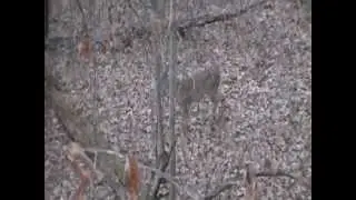 Button Bucks 10/30/2012 clip 1
