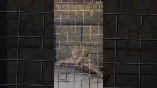 A little monkey and a mother's tenderness - a touching moment 🐒❤️ #shorts