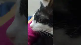 pretty  little  baby #cat #music #song #fun#love#all  is well mercy