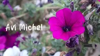 Avi Michel - Hopeless Romantic (Official Release Trailer)