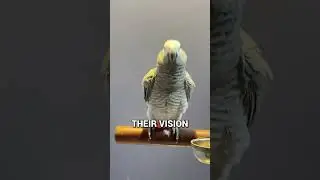 Why Birds Bob Their Heads? It&rsquo;s Not Just for Fun!