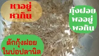ดักกุ้งฝอยในบ่อปลานิล