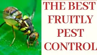 How to make FRUITFLY Trap using plastic bottles(Panghuli Ng Fruitfly)