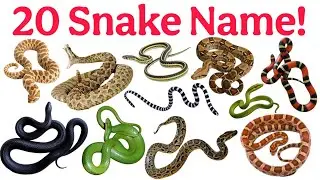 20 Snakes Names in English & Hindi | Kids Learning Video | Snake Education for Children