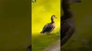Ducks in Literature Famous Duck Characters #DucklingGrowth #DucklingFeeding #DucklingSwim