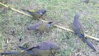 Loros barranqueros. Vuelo libre.
